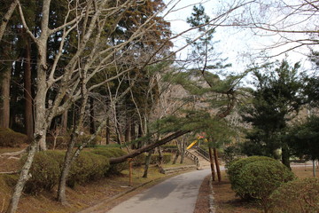 Fototapeta premium 通路に横たわる大木/茂原公園の遊歩道にある松の大木。通路に横たわり倒れそうなほど傾いているのを、通路の反対側で支え通行に支障がないように支持しています。伐採してしまえば何も残りませんが公園管理の知恵と職人の技術、何より訪れる人々の愛着によって、自然のトンネルとして生かされ生命の力強さを感じます。
