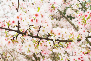 Fresh Branch of Blossom pink sakura tree in the garden