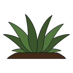 Plant with leaves vector illustration graphic design