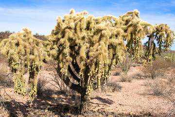 Chain-fruit Cholla, aka Jumping Cholla, spreads across the desert floor in Organ Pipe Cactus...