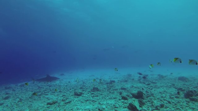two Tiger Sharks swims over reef 
