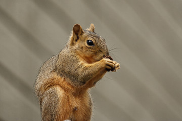 Squirrel Eating 
