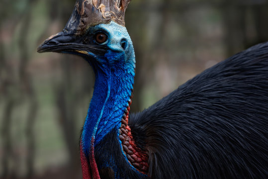 Cassowary Bird Close Up Face