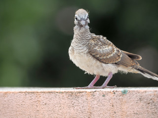 Pigeon bird concept. Feral pigeon