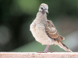 Pigeon bird concept. Feral pigeon