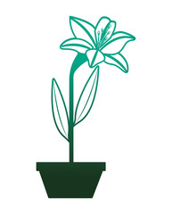 flower lily in a pot decoration icon