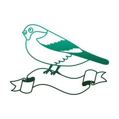 bird animal feathers in ribbon decoration