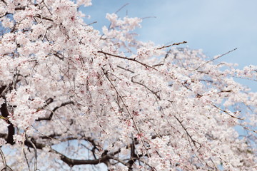 桜