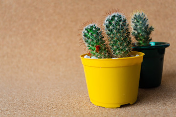 My Beautiful cactus ZK