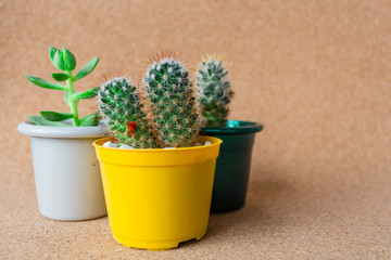 My Beautiful cactus ZK