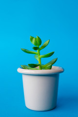 My Beautiful cactus ZK