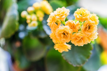 Beautiful golden yellow kalanchoe flowers