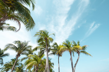 Fototapeta na wymiar Vintage nature background - coconut palm tree on tropical beach blue sky with sunlight of morning in summer, uprisen angle. vintage instagram filter
