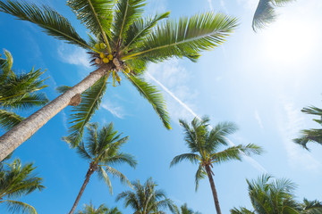 Obraz premium low angle shot - coconut palm tree on tropical beach blue sky with sunlight of morning in summer.