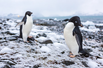 Fototapeta premium Beautiful landscape and scenery in Antarctica