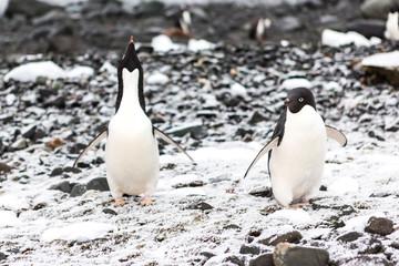 Obraz premium Beautiful landscape and scenery in Antarctica