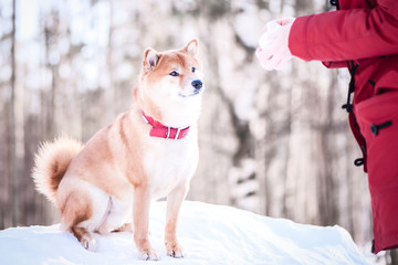 Shiba inu breed dog plays with a girl, a girl feeds a dog, on a beautiful winter forest background.