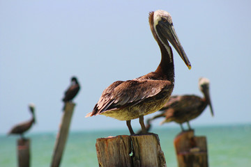 pelican
