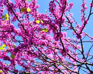 Flowers of almonds on a branch against the sky.