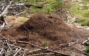 A large anthill in the forest. Woods ants builders