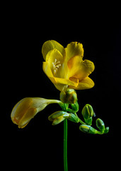 Freesia yellow flower on black studio shot isolated backlit 