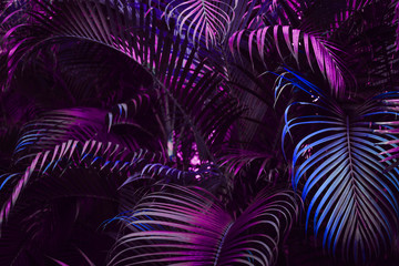 Obraz premium Żywy purpurowy wzór liści palmowych. Filtr z niebieskim gradientem koloru. Kreatywny układ, stonowany, poziomy