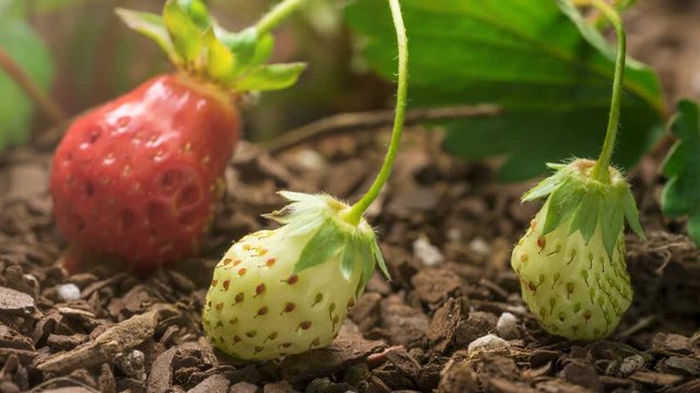 Organic strawberry plant with fruit growing and ripening time lapse. 
