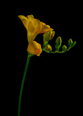 Freesia yellow flower on black background  isolated backlit 