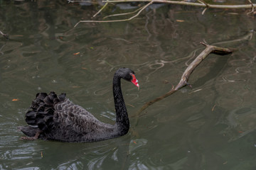 Striking Black and White Plumage on a Black Swan Swimming in a Rippling Pond