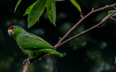 Deep Red, Green, and Blue Plumage on a Blue Crested Parrot Perched in a Tree