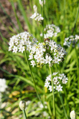 Allium tuberosum monstrosum or garlic chives white flowers plant with green