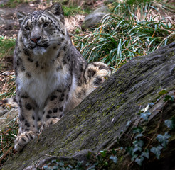 Obraz premium Iconic Spots on a Snow Leopard Perched on a Rocky Outcrop