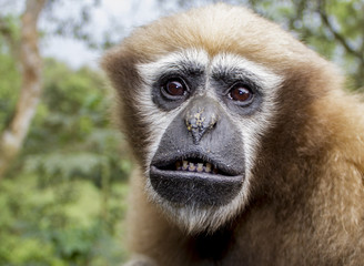 hollock gibbon