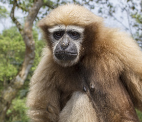 hollock gibbon