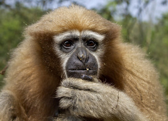 hollock gibbon