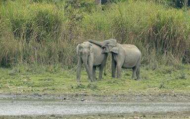 Obraz premium Elephant