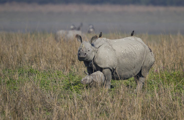 Rhinoceros