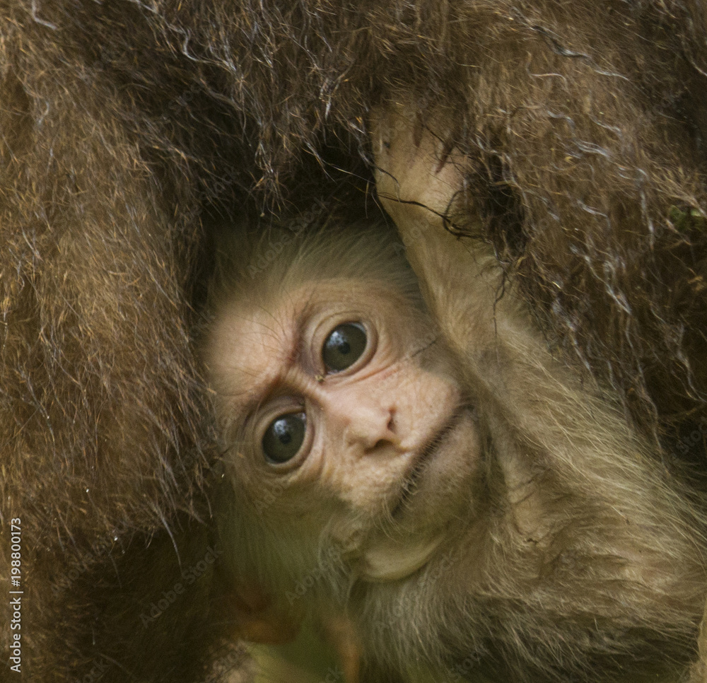 Wall mural  stump-tailed macaque