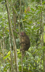  stump-tailed macaque