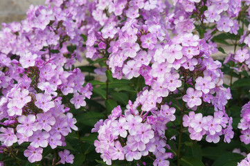 Many phlox paniculata purple flowers 