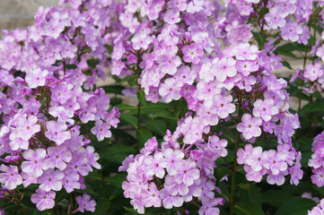 Fototapeta premium Many phlox paniculata purple flowers 