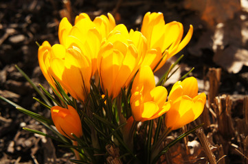 Yellow fresh crocus flowers on ground 