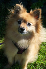 Pomeranian in the park