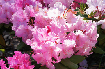 Rhododendron japonicum or japanese azalea pink flowers