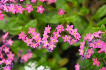 Forget-me-not wake up pink myosotis sylvatica red flowers with green
