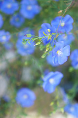 Linum usitatissimum or flax or linseed blue flowers with green soft focus