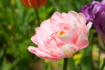 Obraz na płótnie Canvas Tulip angelique double late tulip flower