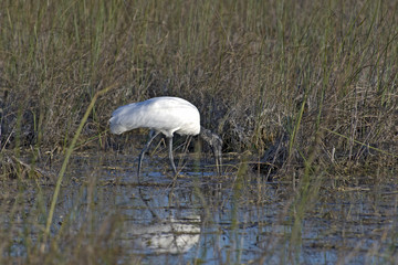 Wood Stork