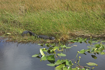 Everglades National Park, Florida
