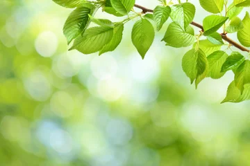 Photo sur Plexiglas Fleur de cerisier Fond de feuilles vertes